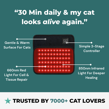 CERVIA™ Red Light Pad: Brain & Body Recharge For Your Cat