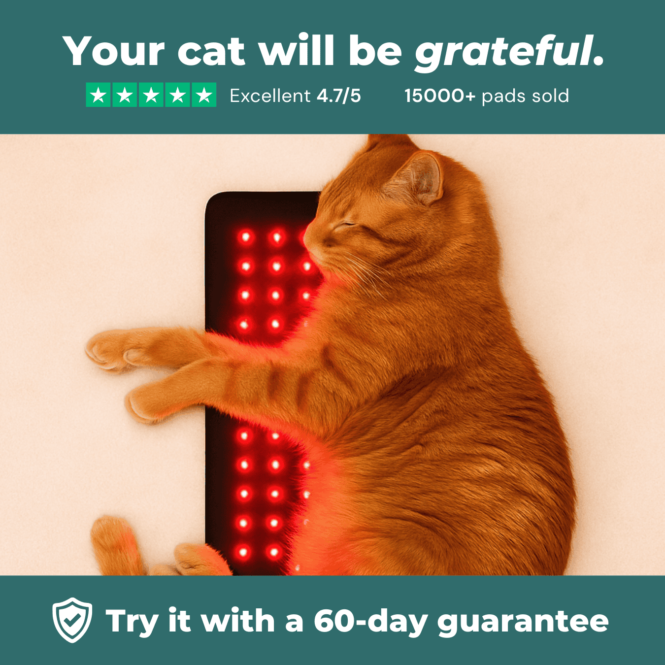 CERVIA™ Red Light Pad: Brain & Body Recharge For Your Cat