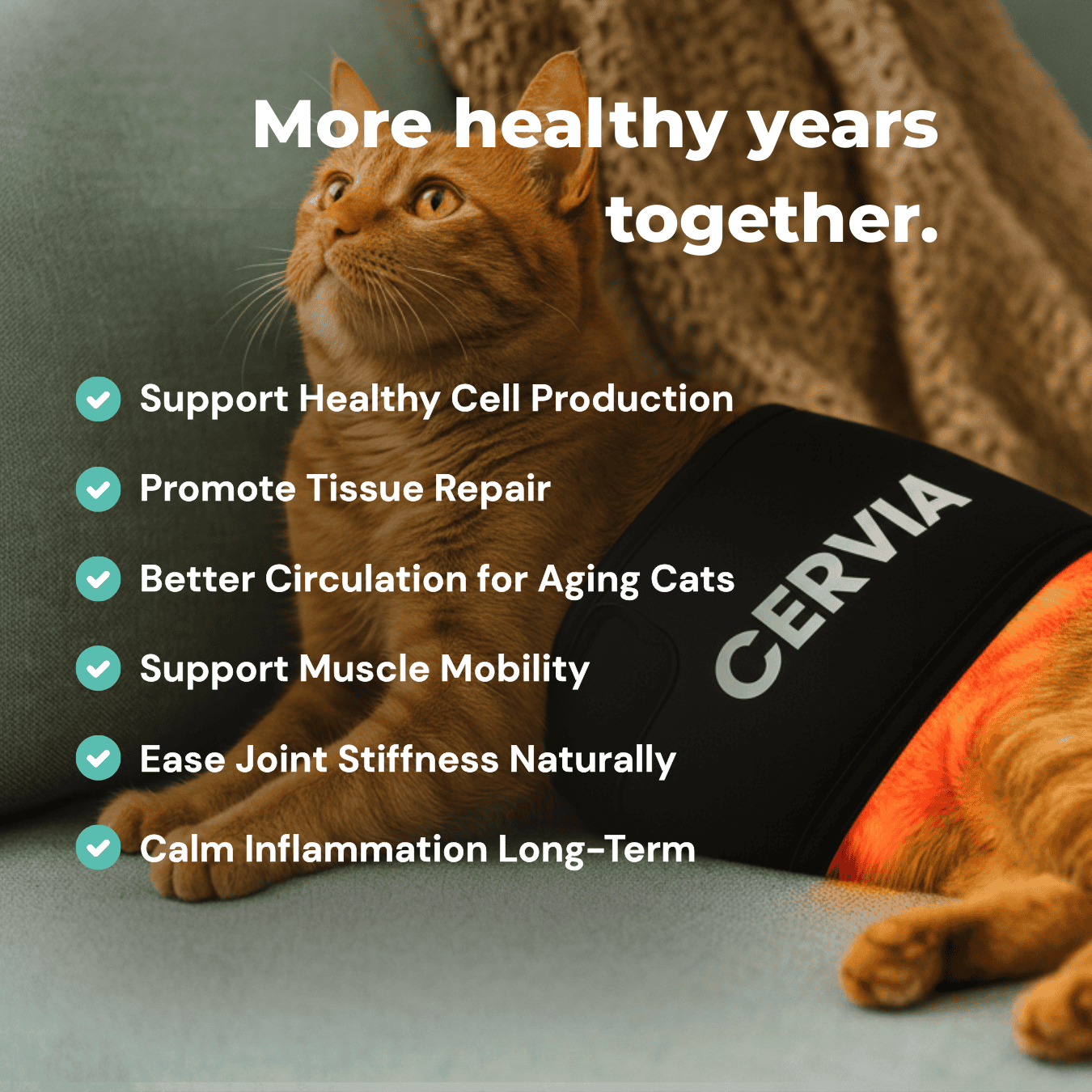 CERVIA™ Red Light Pad: Brain & Body Recharge For Your Cat