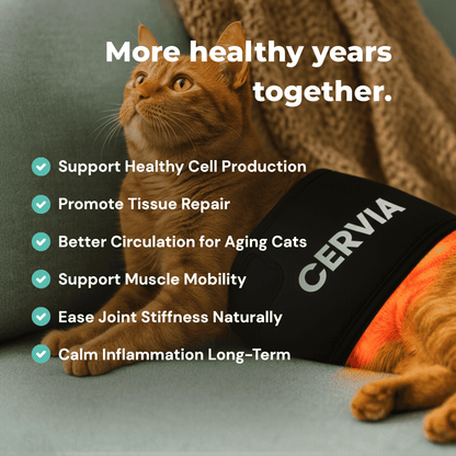 CERVIA™ Red Light Pad: Brain & Body Recharge For Your Cat